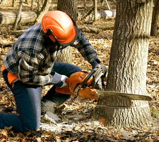 Tree Removal in Tenaha, TX